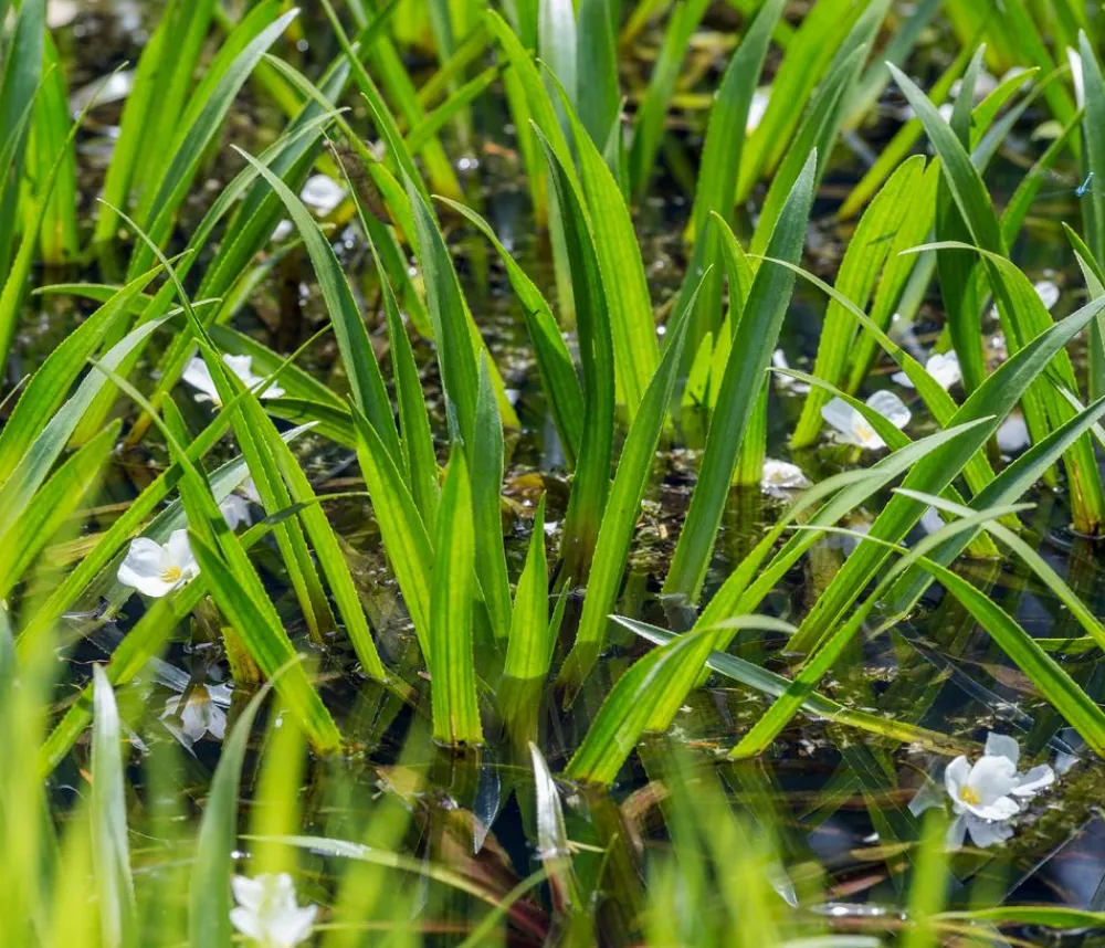 Dehner Aqua Teichpflanzen|Teichpflanzen - Krebsschere Weiß