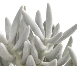 Dehner Sukkulenten - Kreuzkraut - Senecio 'Mont Blanc'