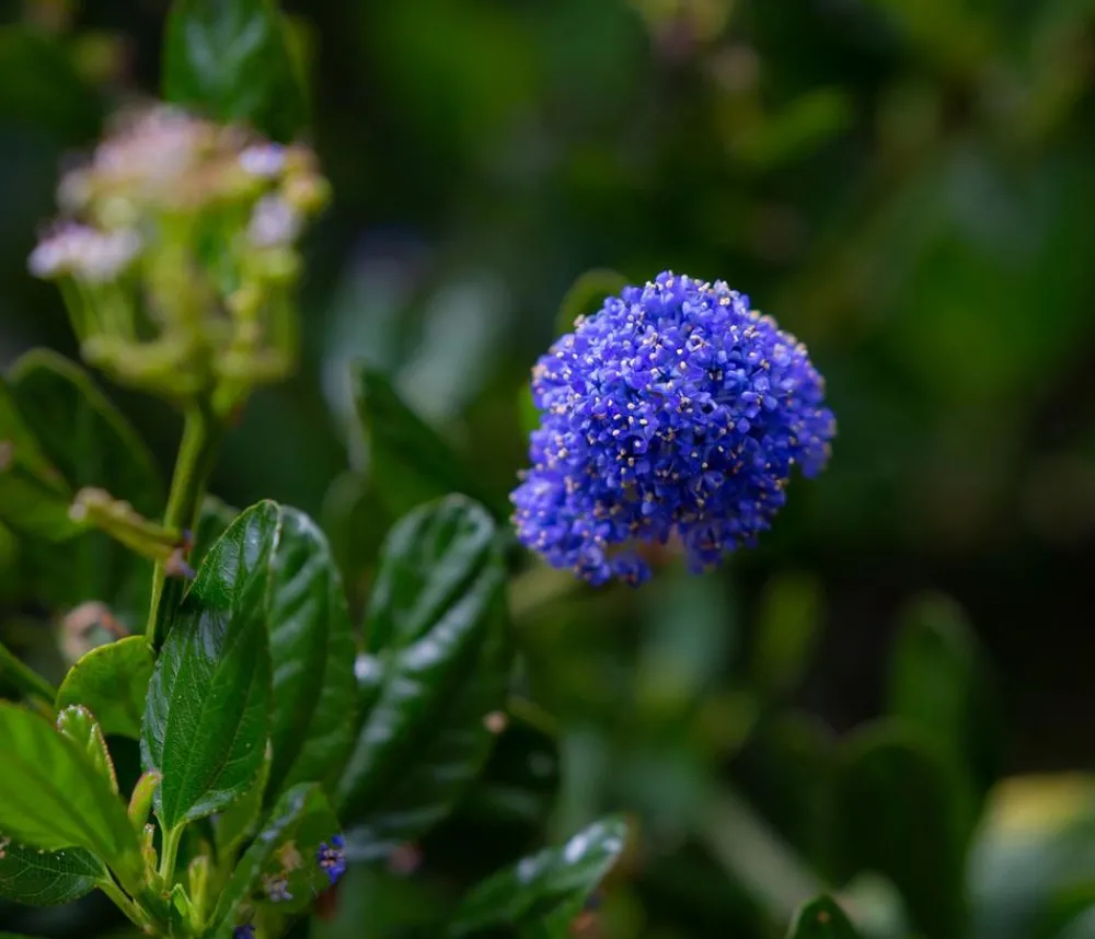 Dehner Kriechende Säckelblume Blau Outlet