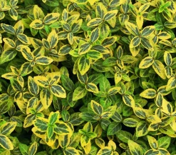 Dehner Grabschmuck & Grabgestaltung|Bodendecker & Efeu > Kriech-Spindelstrauch 'Emerald'n Gold'