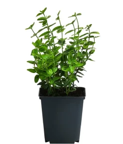 Dehner Grabschmuck & Grabgestaltung|Bodendecker & Efeu > Kriech-Spindelstrauch 'Emerald'n Gold'