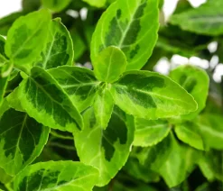 Dehner Grabschmuck & Grabgestaltung|Bodendecker & Efeu > Kriech-Spindelstrauch 'Emerald'n Gold'