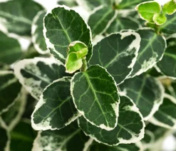 Dehner Grabschmuck & Grabgestaltung|Bodendecker & Efeu > Kriech-Spindelstrauch 'Emerald Gaiety'