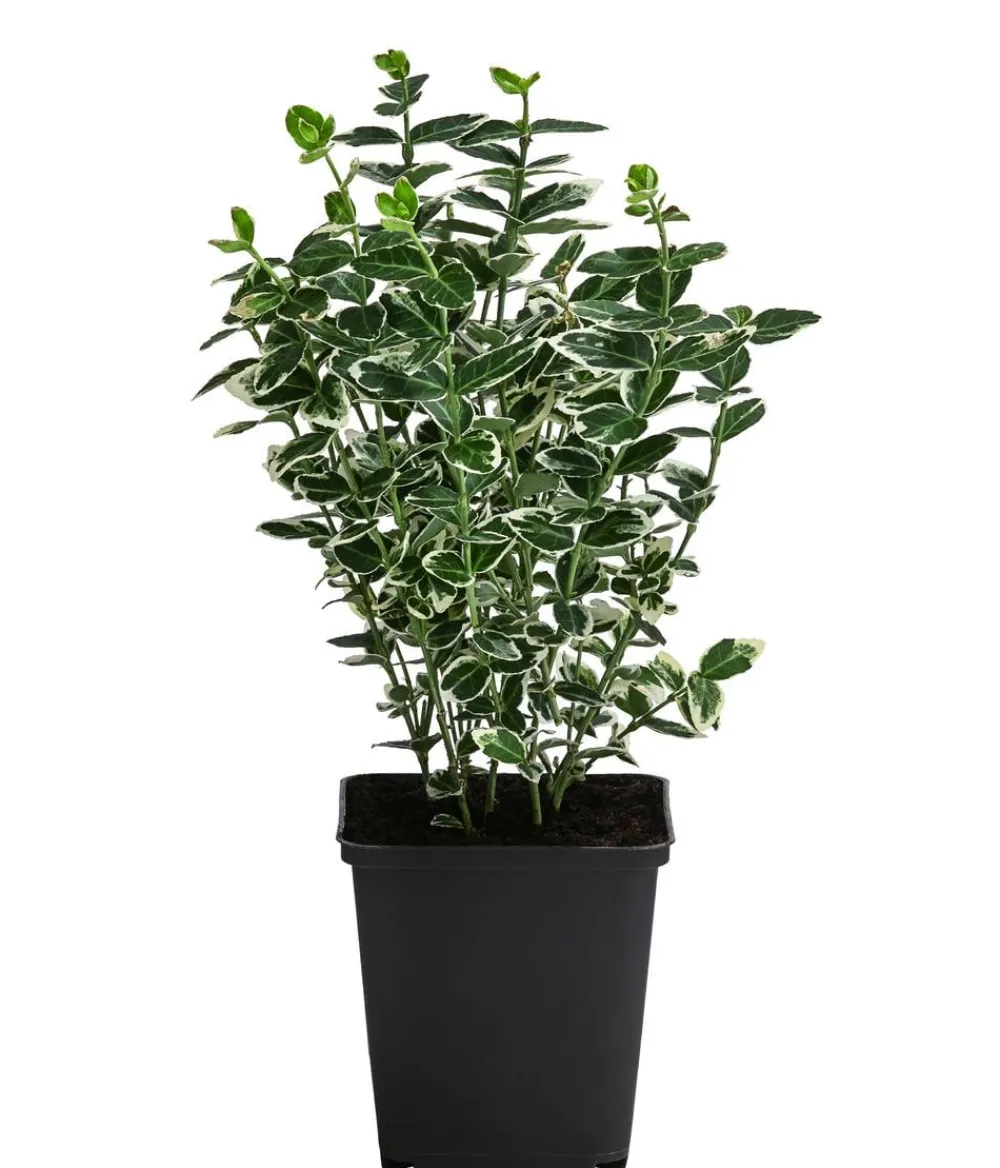 Dehner Grabschmuck & Grabgestaltung|Bodendecker & Efeu > Kriech-Spindelstrauch 'Emerald Gaiety'