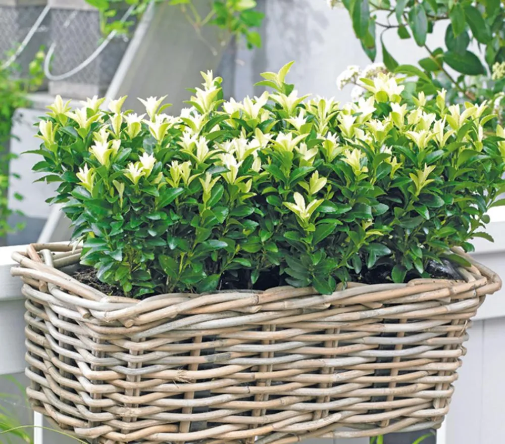 Dehner Grabschmuck & Grabgestaltung|Bodendecker & Efeu - Kriech-Spindelstrauch 'Paloma Blanca' Grün