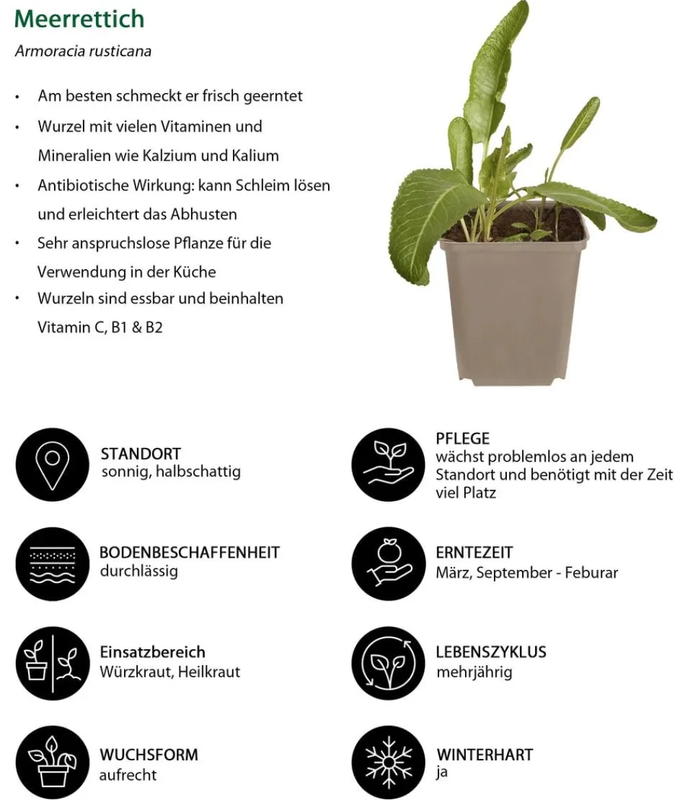 Dehner Kräuter-Sets > Kräuter-Set Aroma-Spezialisten, 3-teilig