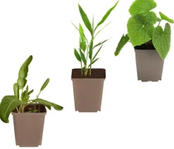Dehner Kräuter-Sets > Kräuter-Set Aroma-Spezialisten, 3-teilig