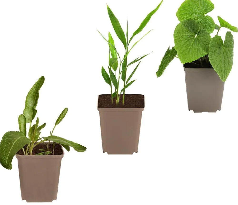Dehner Kräuter-Sets > Kräuter-Set Aroma-Spezialisten, 3-teilig