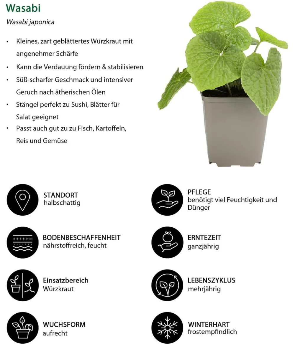 Dehner Kräuter-Sets > Kräuter-Set Aroma-Spezialisten, 3-teilig