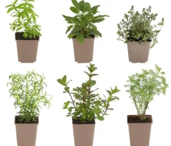 Dehner Garten- & Heilkräuter|Kräuter-Sets - Kräuter-Set Dufterlebnis, 6-teilig
