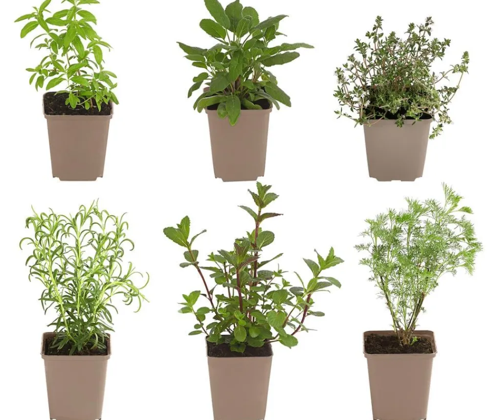 Dehner Garten- & Heilkräuter|Kräuter-Sets - Kräuter-Set Dufterlebnis, 6-teilig