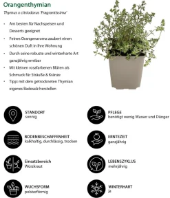 Dehner Garten- & Heilkräuter|Kräuter-Sets - Kräuter-Set Dufterlebnis, 6-teilig