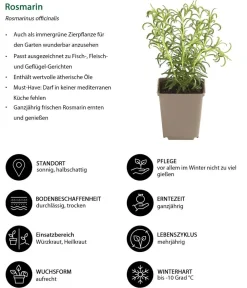 Dehner Garten- & Heilkräuter|Kräuter-Sets - Kräuter-Set Dufterlebnis, 6-teilig