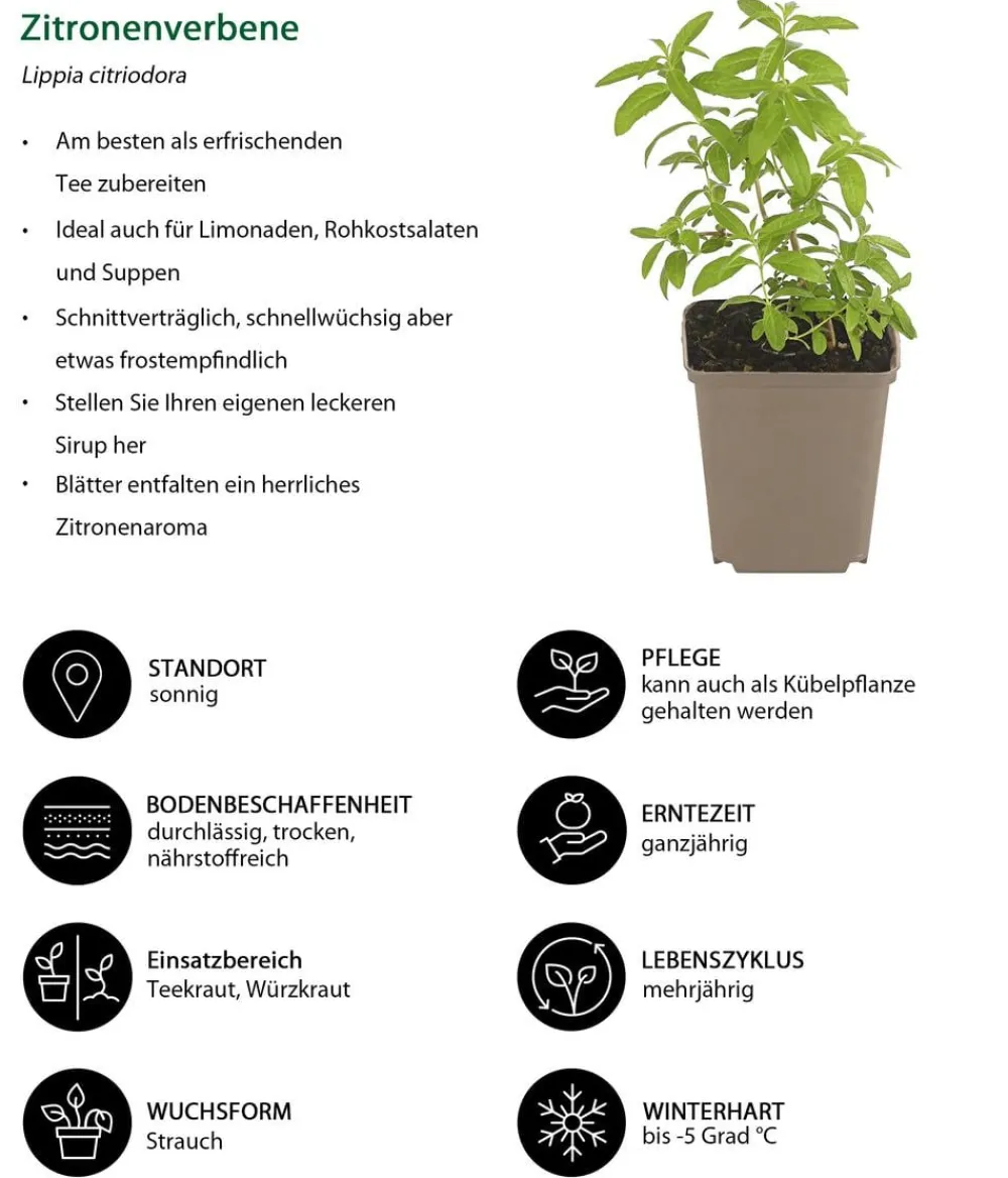 Dehner Garten- & Heilkräuter|Kräuter-Sets - Kräuter-Set Dufterlebnis, 6-teilig