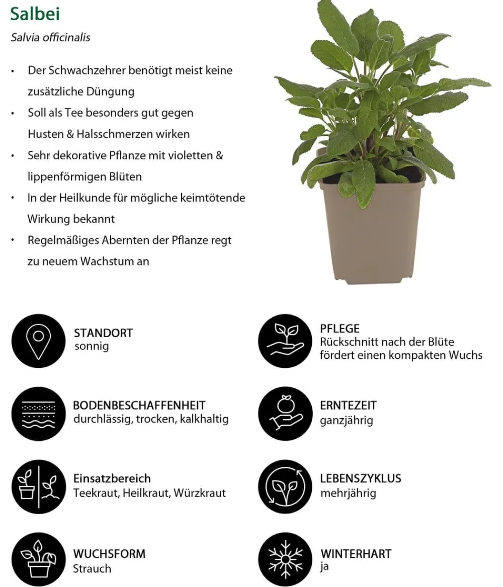 Dehner Garten- & Heilkräuter|Kräuter-Sets - Kräuter-Set Dufterlebnis, 6-teilig