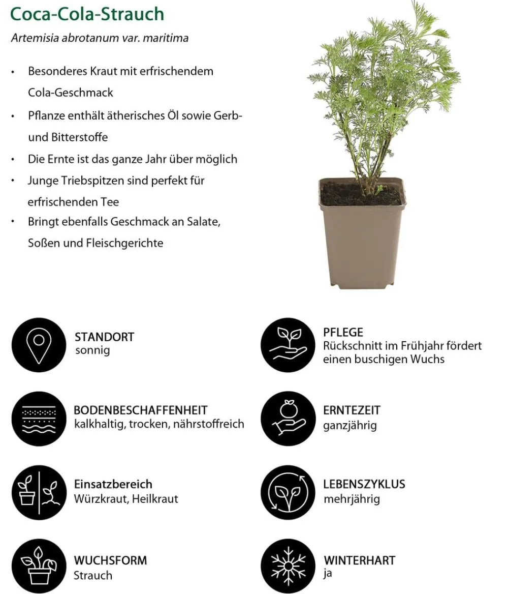 Dehner Garten- & Heilkräuter|Kräuter-Sets - Kräuter-Set Dufterlebnis, 6-teilig