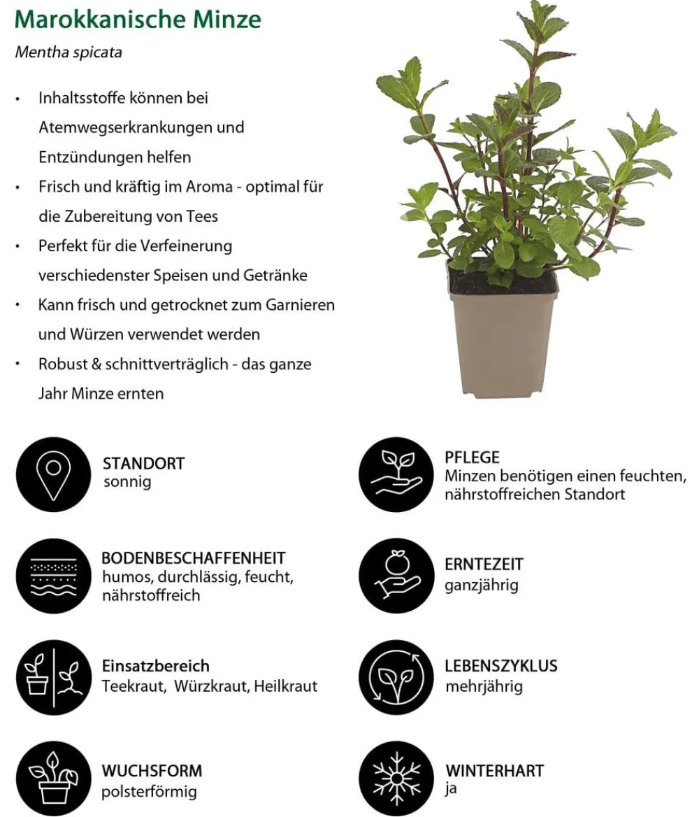 Dehner Garten- & Heilkräuter|Kräuter-Sets - Kräuter-Set Dufterlebnis, 6-teilig