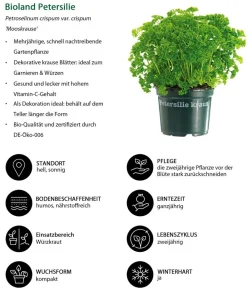 Dehner Kräuter-Sets|Küchenkräuter > Kräuter-Set Küchenkräuter, 6-teilig