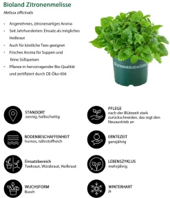 Dehner Kräuter-Sets|Küchenkräuter > Kräuter-Set Küchenkräuter, 6-teilig