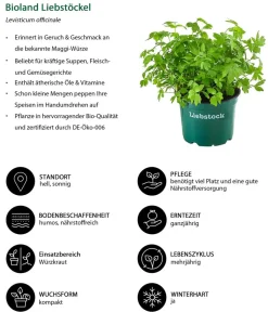 Dehner Kräuter-Sets|Küchenkräuter > Kräuter-Set Küchenkräuter, 6-teilig