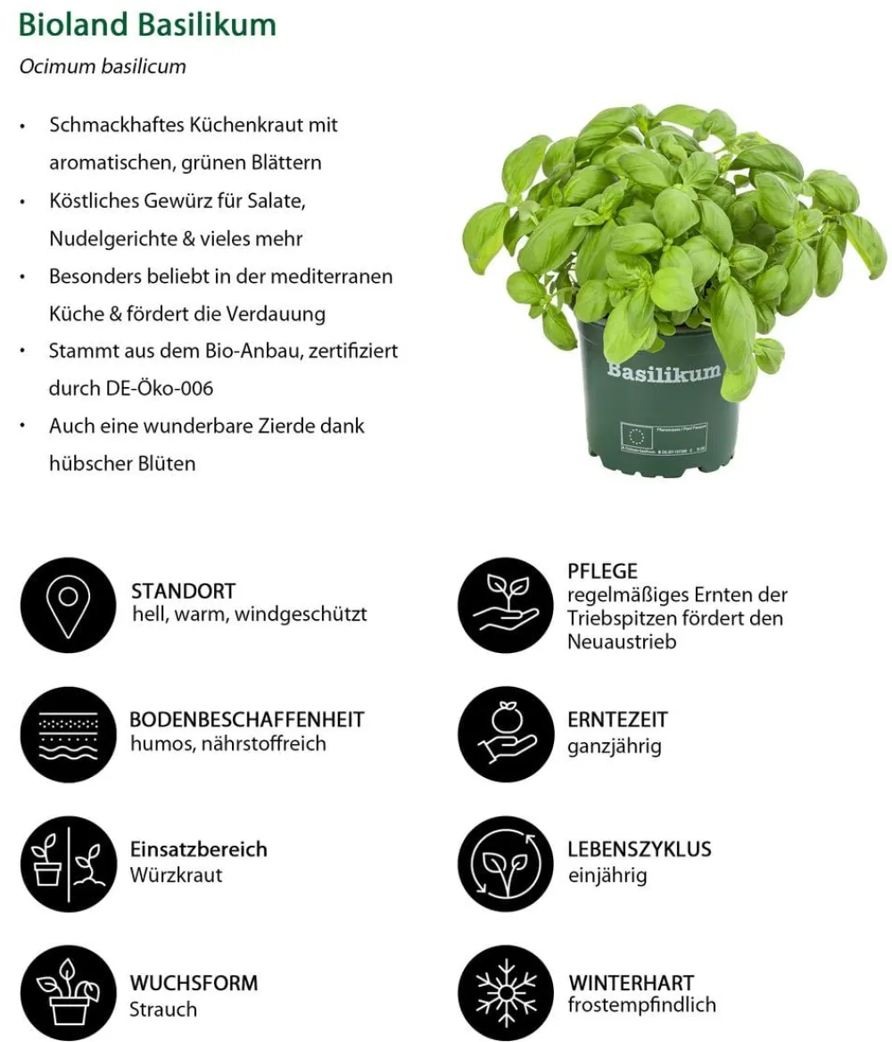 Dehner Kräuter-Sets|Küchenkräuter > Kräuter-Set Küchenkräuter, 6-teilig