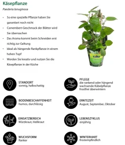 Dehner Garten- & Heilkräuter|Küchenkräuter - Käsepflanze Grün