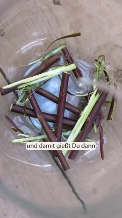 Dehner Kätzchen-Weide 'Goldkätzchen', Stamm New