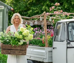 Dehner Steingartenstauden - Kuckucks-Lichtnelke 'Petite Jenny®' Rosa