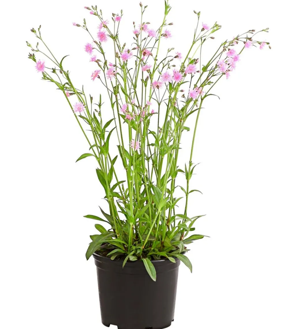 Dehner Steingartenstauden - Kuckucks-Lichtnelke 'Petite Jenny®' Rosa