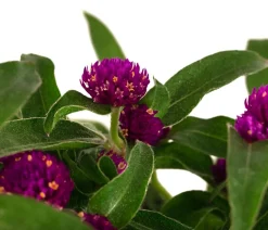 Dehner Terrassenpflanzen|Sommerblumen > Kugelamaranth
