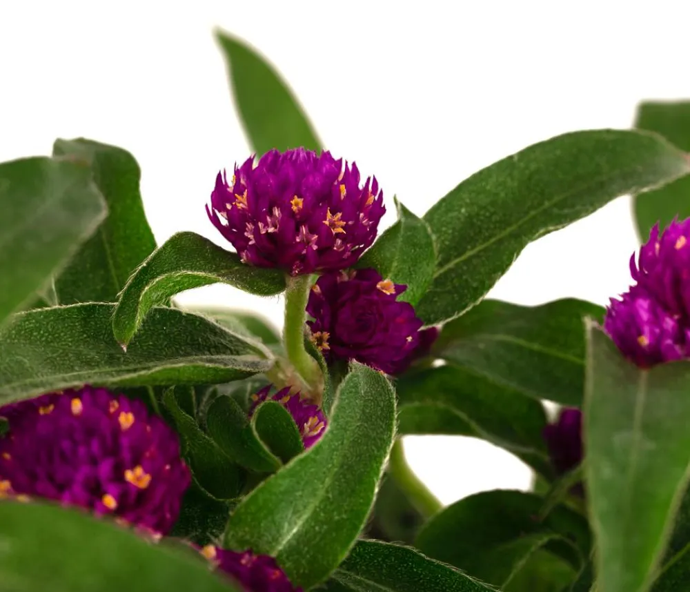 Dehner Terrassenpflanzen|Sommerblumen > Kugelamaranth