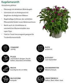 Dehner Terrassenpflanzen|Sommerblumen > Kugelamaranth