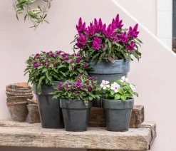 Dehner Terrassenpflanzen|Sommerblumen > Kugelamaranth