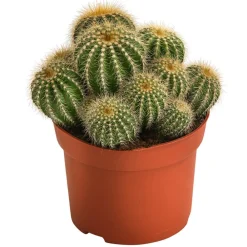 Dehner Kakteen > Kugelkaktus - Eriocactus warasii