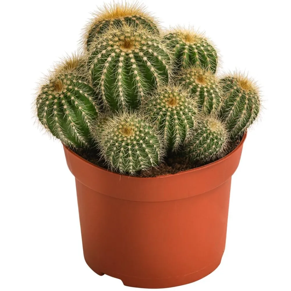 Dehner Kakteen > Kugelkaktus - Eriocactus warasii