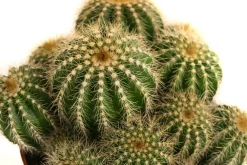 Dehner Kakteen > Kugelkaktus - Eriocactus warasii