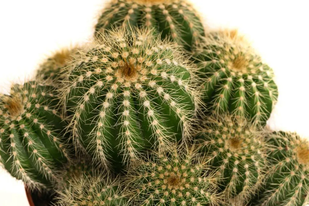 Dehner Kakteen > Kugelkaktus - Eriocactus warasii