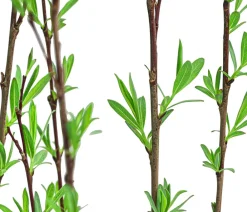 Dehner Kugelweide 'Nana' Grün