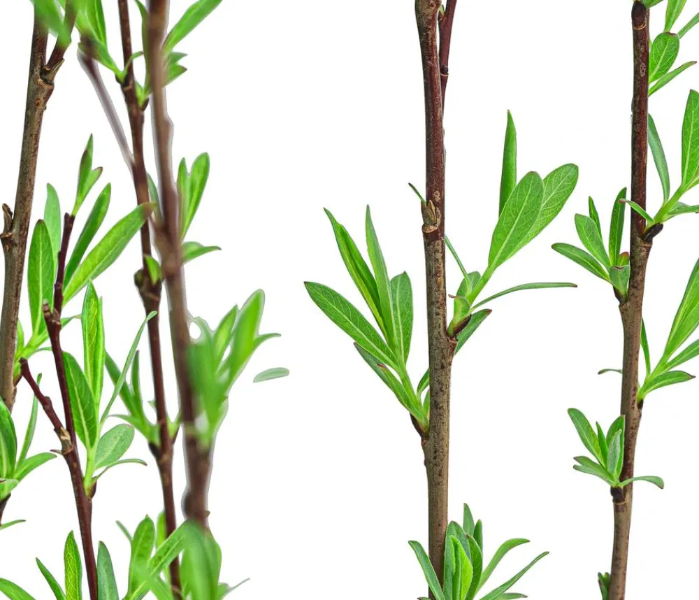 Dehner Kugelweide 'Nana' Grün