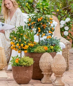 Dehner Zitruspflanzen|Terrassenpflanzen > Kumquat