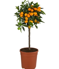 Dehner Zitruspflanzen|Terrassenpflanzen > Kumquat