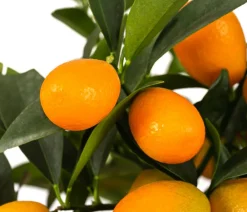 Dehner Zitruspflanzen|Terrassenpflanzen > Kumquat