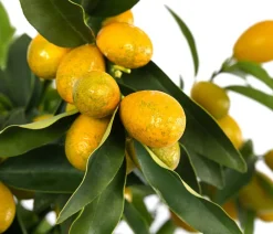 Dehner Zitruspflanzen|Terrassenpflanzen > Kumquat