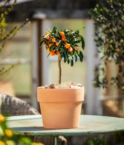 Dehner Zitruspflanzen|Terrassenpflanzen - Kumquat Orange