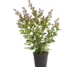 Dehner Lagerstroemia - Kräuselmyrte Rot