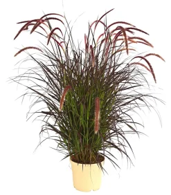 Dehner Gräser - Lampenputzergras 'Chelsea' Dunkelrot