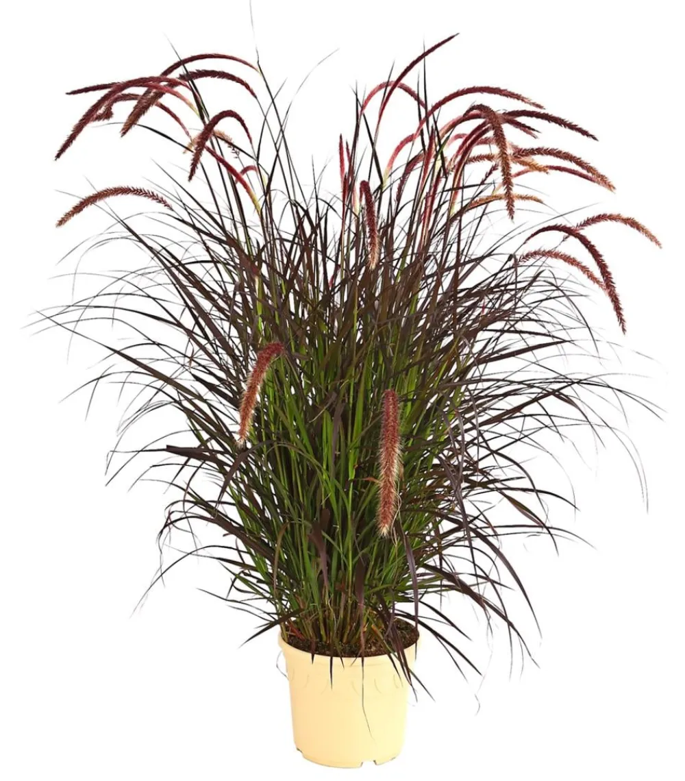 Dehner Gräser - Lampenputzergras 'Chelsea' Dunkelrot