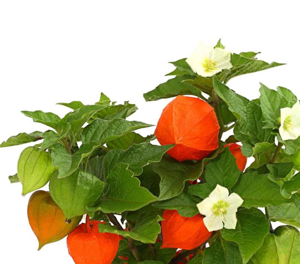 Dehner Lampionblume Orange Hot