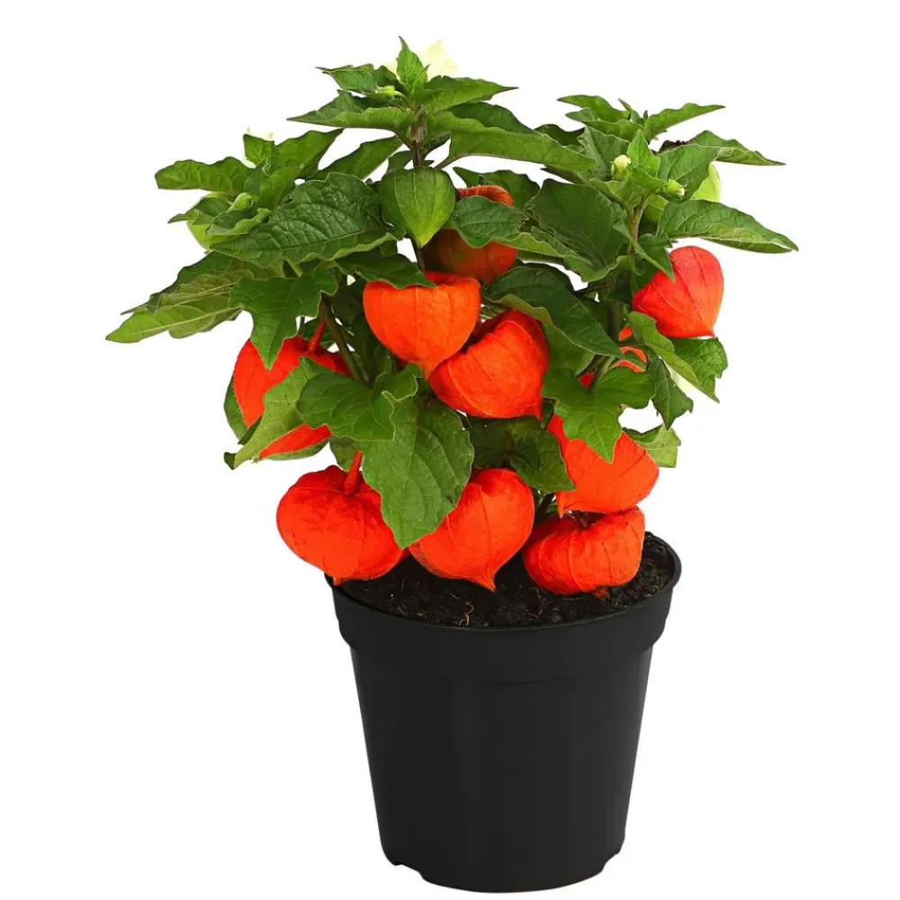 Dehner Lampionblume Orange Hot