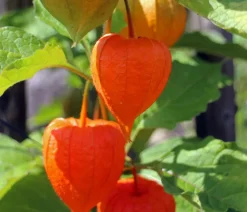 Dehner Lampionblume Orange Hot